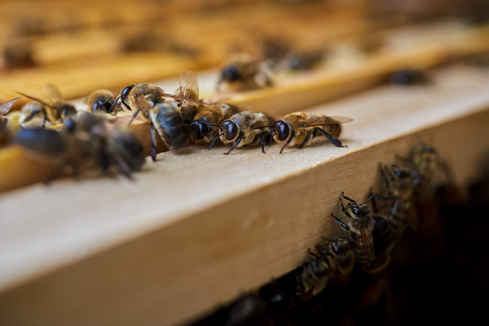 Abeilles - Copyright: Antonios Mitsopoulos
