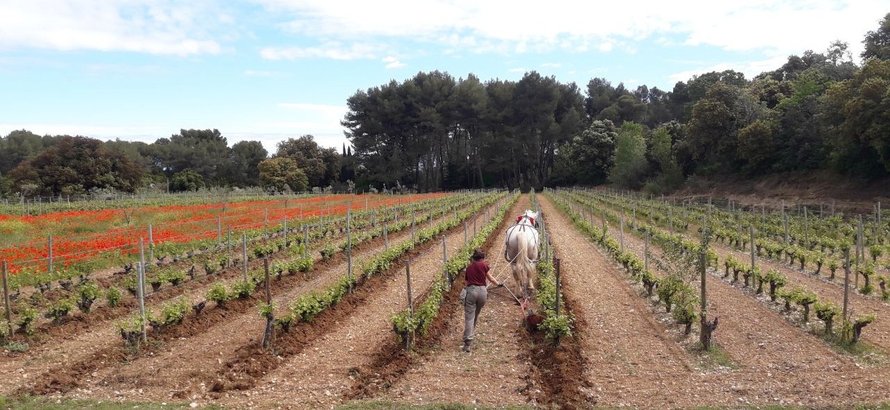 Bastien Boutareaud -Vigne