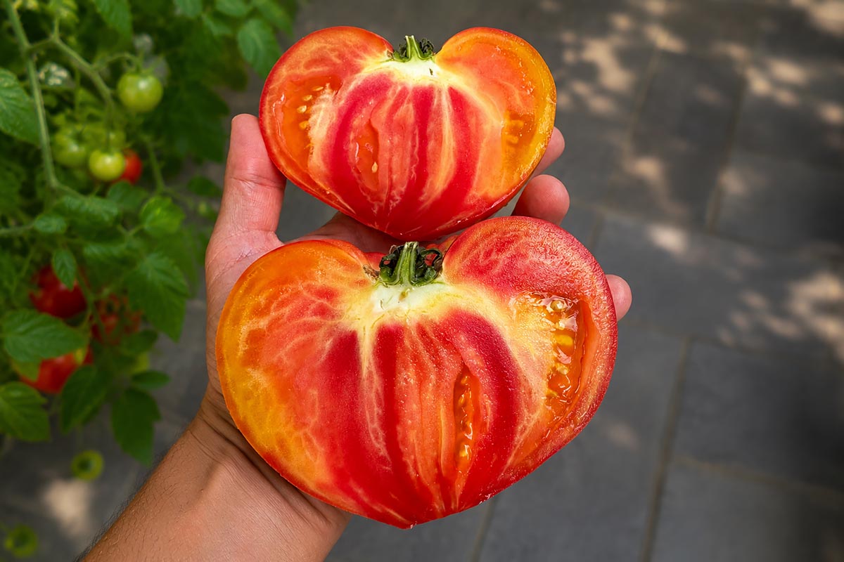Bernard Combe - Tomates Anciennes